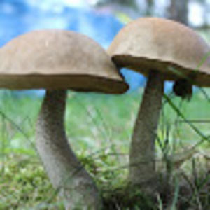 Meet your Posher, Eileen